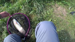 Эта приманка всегда ловит. Ловля форели на спиннинг осенью.