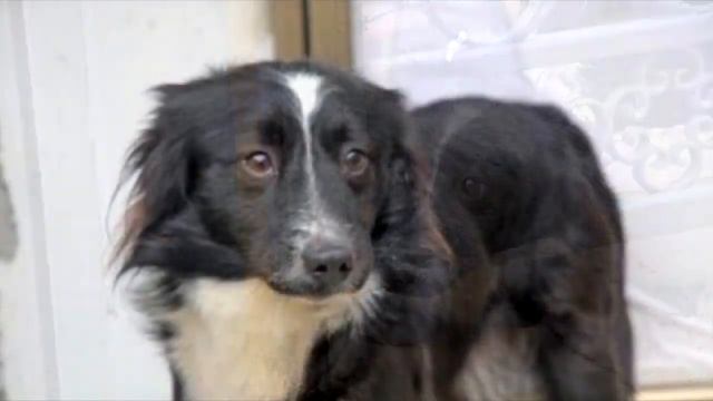 ДО СЛЁЗ!? Преданный пес 2 месяца ждал на улице хозяина, которого забрали в больницу! смотреть онлайн