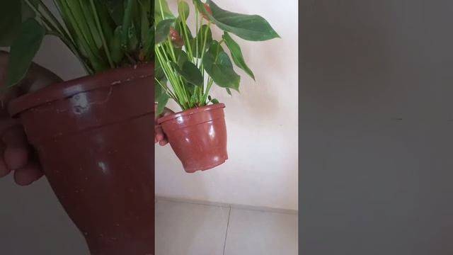 ANTÚRIO ROSA APRENDA A CULTIVAR DA FORMA CORRETA EM SUA CASA.