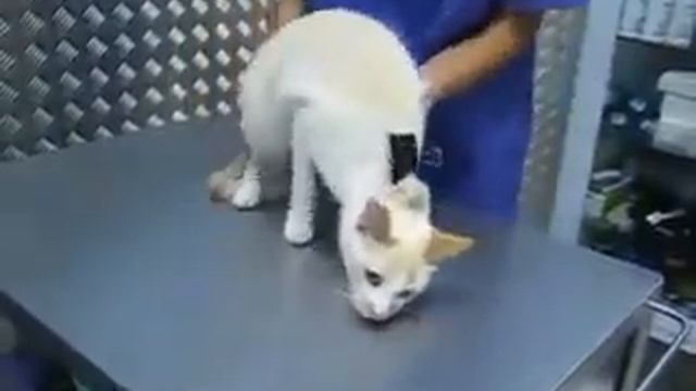 как выключить кота?-есть ответ!!! смотреть онлайн