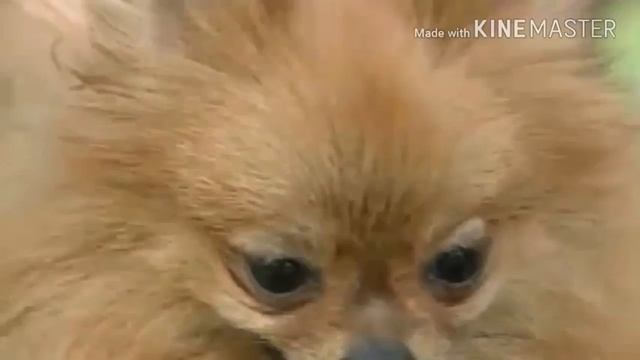 Все про породу немецкий шпиц
