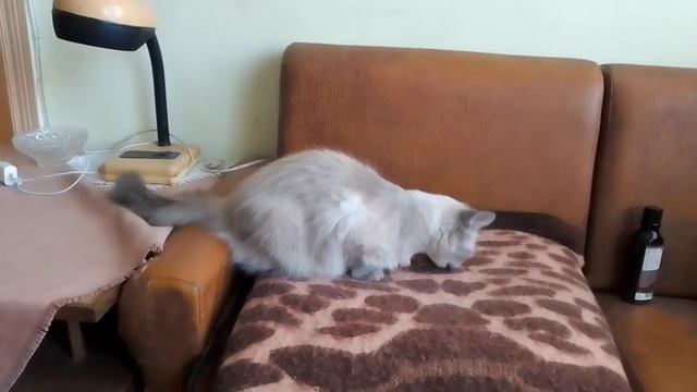 Невская маскарадная кошка Нюшка ест витаминку смотреть онлайн