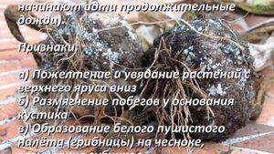 Болезни чеснока и методы лечения. Простые и эффективные способы Профилактика болезней чеснока Чесно