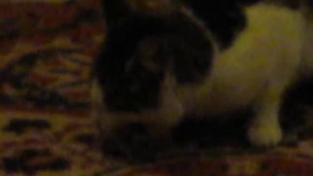 Кошка ловит мышку смотреть онлайн