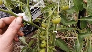Томат лимеренс 10 июня 2021