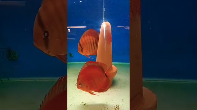 Туркисы опять отнерестились😄#aquarium #discus #дискусы #аквариум #аквариумныерыбки