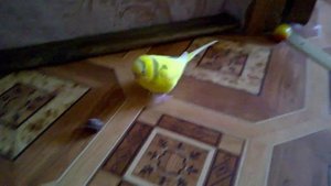 БЕЗУДЕРЖНОЕ ВЕСЕЛЬЕ ПОПУГАЯ! Волнистый попугай веселится! #ЧИКАВНАШИХСЕРДЦАХ