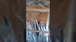 VID 20200613 WA0000 как правильно выставить профиля или брусок на стены(обрешётка под гкл,гвл)