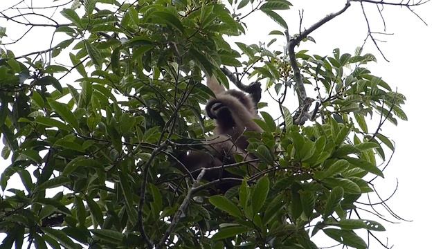 Hoolock Gibbon female Wild About Travel смотреть онлайн