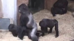 Две гориллы трахаются а третья на подхвате! Вот умора!))))