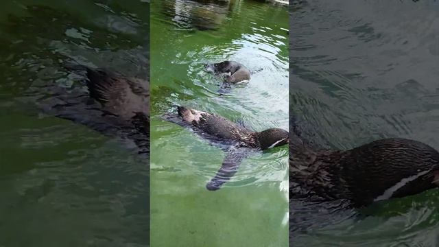 Пингвины.Дрезден зоопарк, Германия. Penguins.Dresden Zoo, Germany