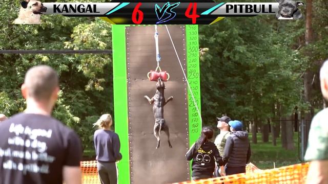 Turkish Kangal Vs Pitbull Köpekleri  #pitbull #kangal #köpek