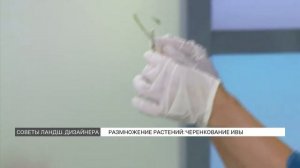 Как правильно черенковать иву