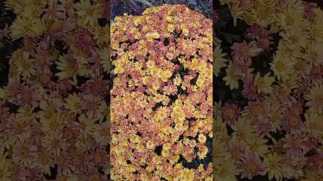 //Цветы осени//Осенние цветы//