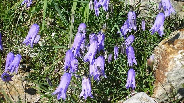 Amazing and Most Beautiful Campanula Medium Flowers | Canterbury bells смотреть онлайн