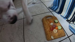 Любимые лакомства для американского стаффордширского терьера!!!