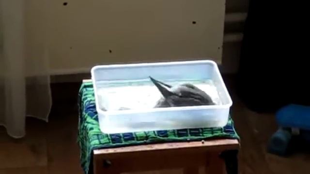 Летнее купание попугая корелла смотреть онлайн