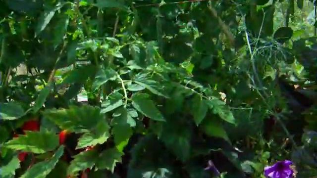 Зеленый горох в коробе цветнике.Ftesh peas.Советы огородникам. смотреть онлайн