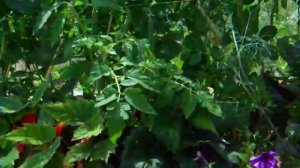 Зеленый горох в коробе цветнике.Ftesh peas.Советы огородникам.