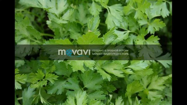 Strauss Штраус-Летучая мышь (оперетта) смотреть онлайн