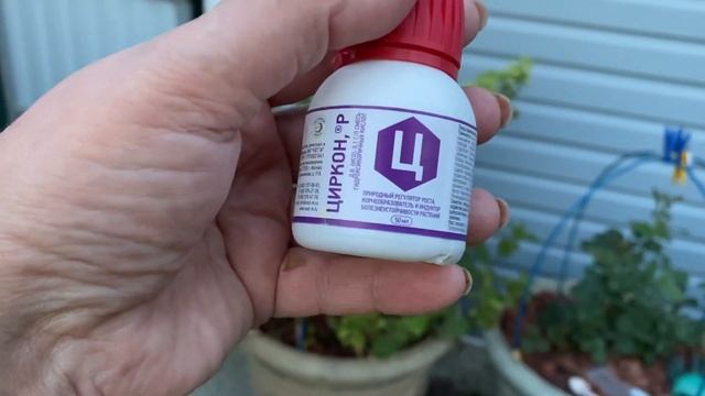 Обработка цирконом роз и гортензий, пострадавших от жары! смотреть онлайн