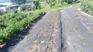 КЛУБНИКА. ЗАЧИСТКА СТАРЫХ КУСТОВ. ЛЕГКО И ПРОСТО.