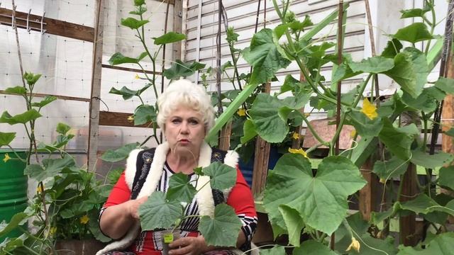 Пора сеять огурцы для открытого грунта!