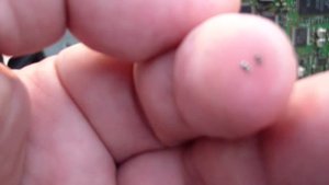 Kenwood TS-2000 раскрытие на передачу (full open TX)