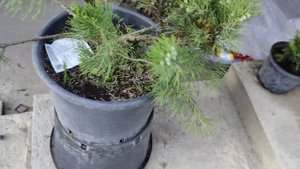 делаем заготовку ниваки из можжевельник мен джулиб .часть 2