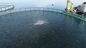 Кала я марьяпоят с высоты птичьего полёта