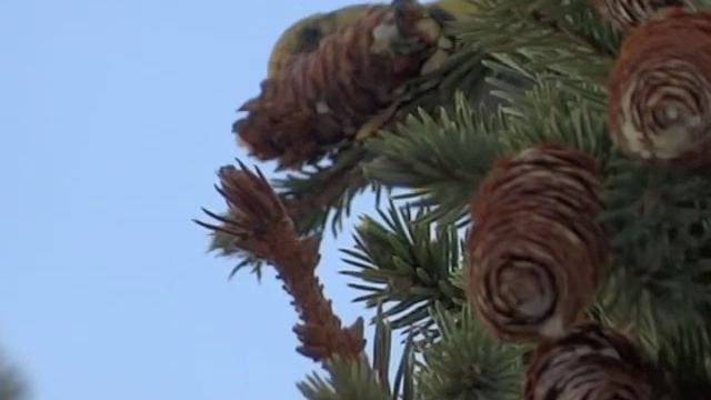 Клесты и Дятлы. (В поисках интересного) смотреть онлайн