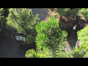 Сосна Тунберга "Котобуки" Pinus thunbergii "Kotobuki"