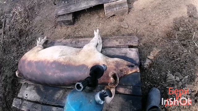 Новое дело. Земля сельхозназначения. #бизнесвдеревне