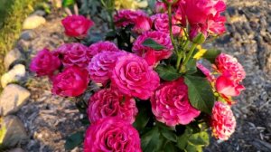 роза  Кантри Блюз