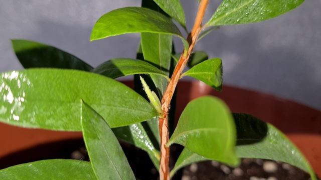 Каллистемон 2