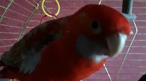 Учим попугая говорить "Привет!"🎤🦜 Урок для попугая № 1