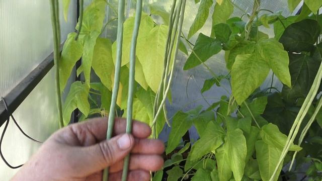 Самая длинноплодная фасоль! Вигна, обзор сортов смотреть онлайн