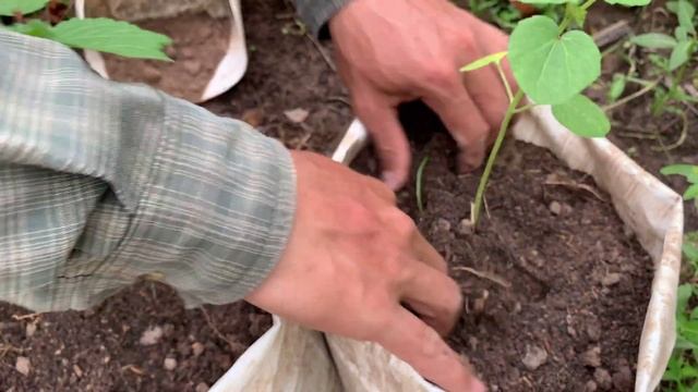 Easy Tips To Grow Okra in Bag from Seeds Till Harvest