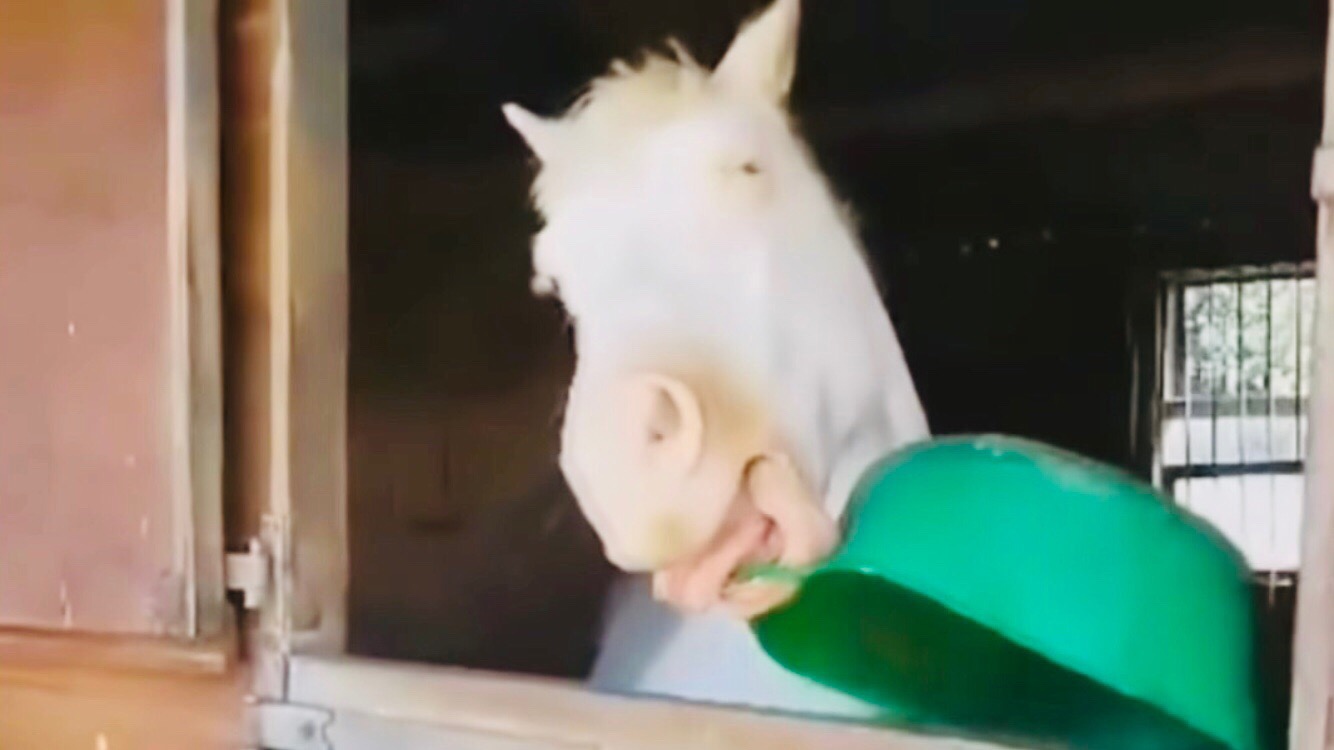 ПРИКОЛЫ С ЛОШАДЬМИ-ВОУ!!!FUNNY HORSES-СМЕШНЫЕ ЛОШАДИ-JOKES WITH HORSES/Cute moments of the horses