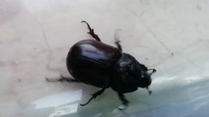 Жук олень и жук носорог.