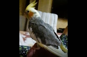 Попугай корелла приучается к рукам