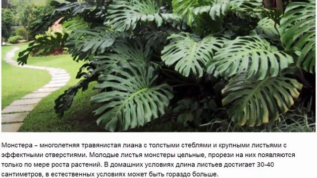 Комнатные цветы похожие на спатифиллум декоративно лиственные и цветущие