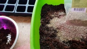 ЛУЧШИЙ ГРУНТ ДЛЯ ПОСЕВА ПЕТУНИИ