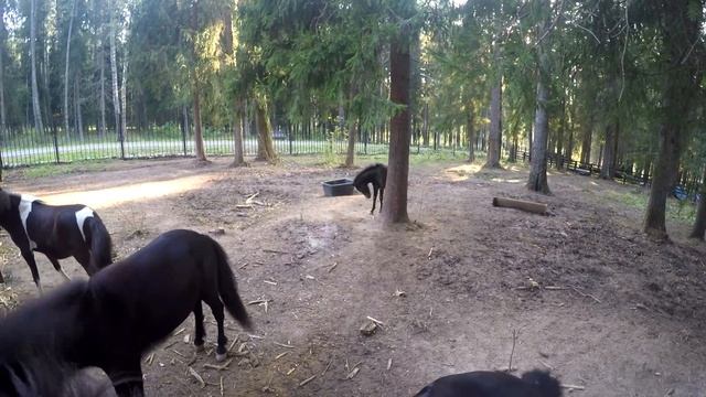 Рогозины в Пересвете! Китайская Овца Лои и Камерунская Коза. Мини ЗООПАРК