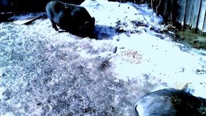 Зимнее содержание вьетнамских поросят