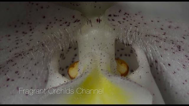 Fragrant Paphiopedilum Niveum. смотреть онлайн