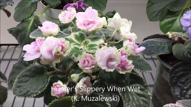 AFRICAN VIOLETS - Blooming in April 2021 - Part I - Standards смотреть онлайн