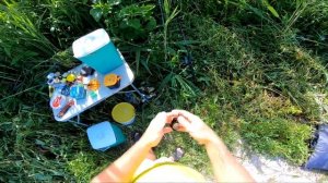 КАРАСЬ И ПЛОТВА НА ЗЕЛЕНЫЙ ГОРОХ