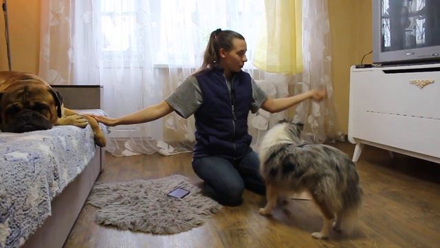 интересные загадка для ребёнка канистерапия или развиваемся с помощью собак смотреть онлайн