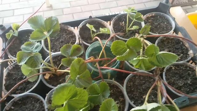 «Укореняем усы земклуники Купчиха:(Самый простой способ)».